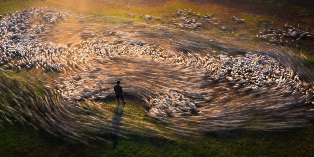 Vortex of ducks