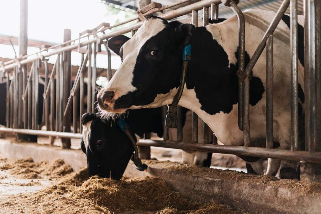 05 True Farm Cow