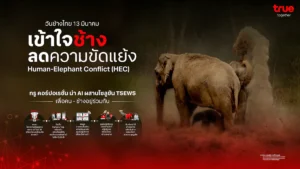 วันช้างไทย (13 มีนาคม) ทรู คอร์ปฯ นำ AI ผสานโซลูชัน TSEWS เพิ่มความแม่นยำ เข้าใจช้าง ลดความขัดแย้ง ส่งเสริมการอยู่ร่วมกันของคนและช้างป่า